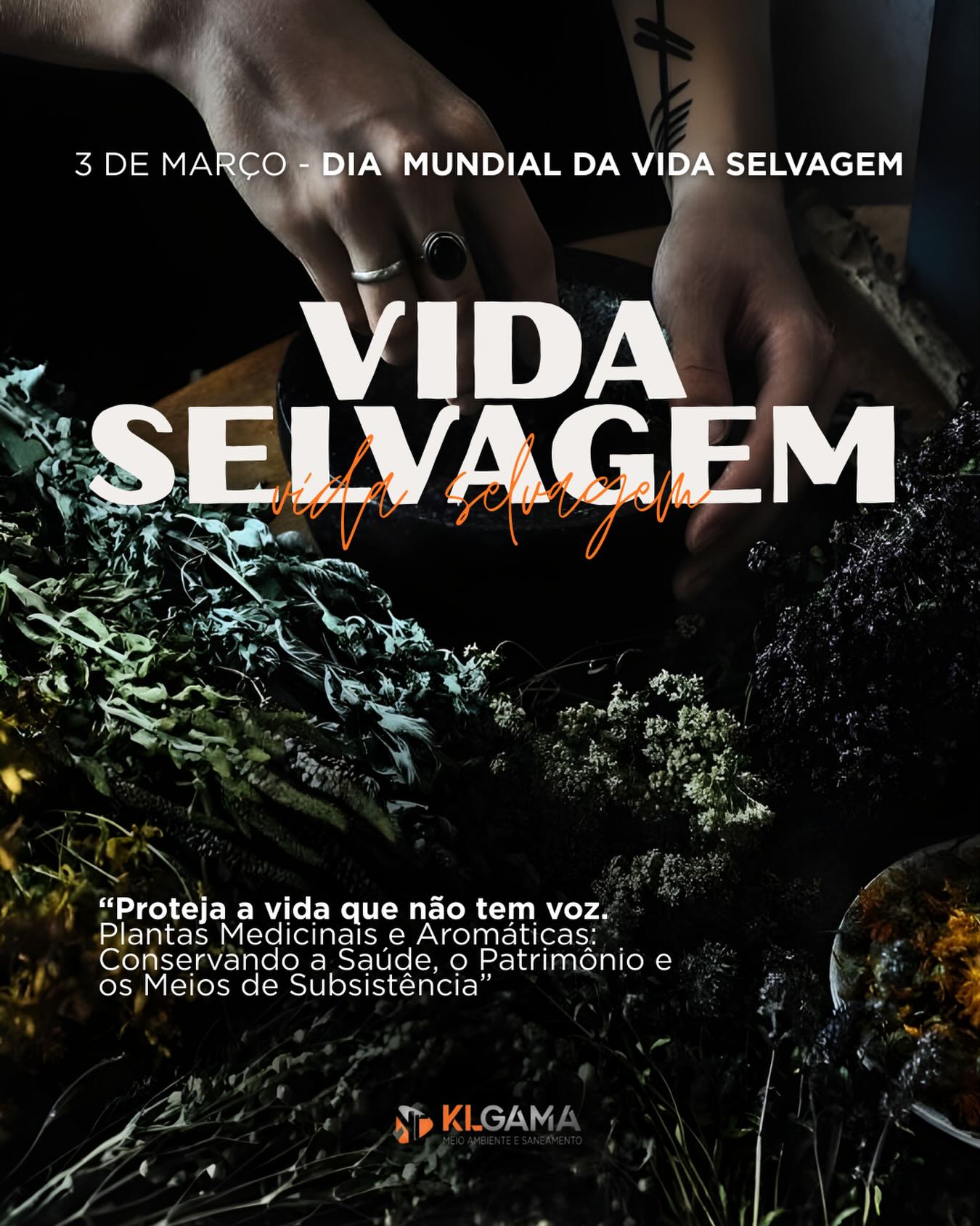 Dia Mundial da Vida Selvagem 2026 🌿
A ONU definiu como tema Plantas Medicinais e Aromáticas — porque elas sustentam saúde, equilíbrio ecológico e meios de subsistência.
Essas espécies estão sob pressão com perda de habitat, sobre-exploração e comércio ilegal. E isso é sério: 70% a 95% das pessoas em países em desenvolvimento dependem da medicina tradicional como principal cuidado de saúde, segundo a OMS.
Proteger essas plantas é proteger vidas, cultura e renda.
03 de março • “Conservando Saúde, Patrimônio e Meios de Subsistência”.
#onu #diamundialdavidaselvagem #meioambientebrasil